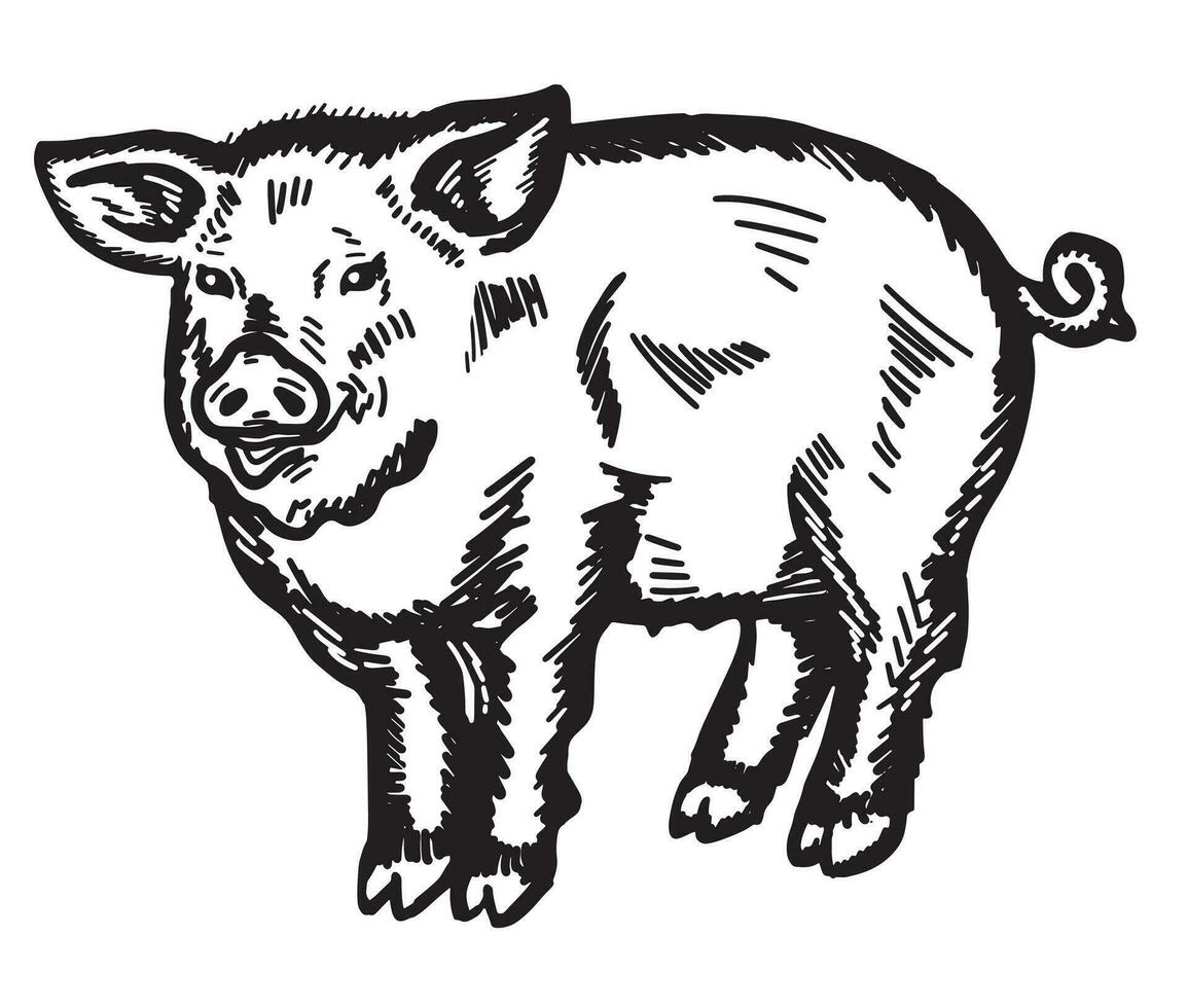 vecteur illustration de une Jeune porc dans graphique style, main dessiné.