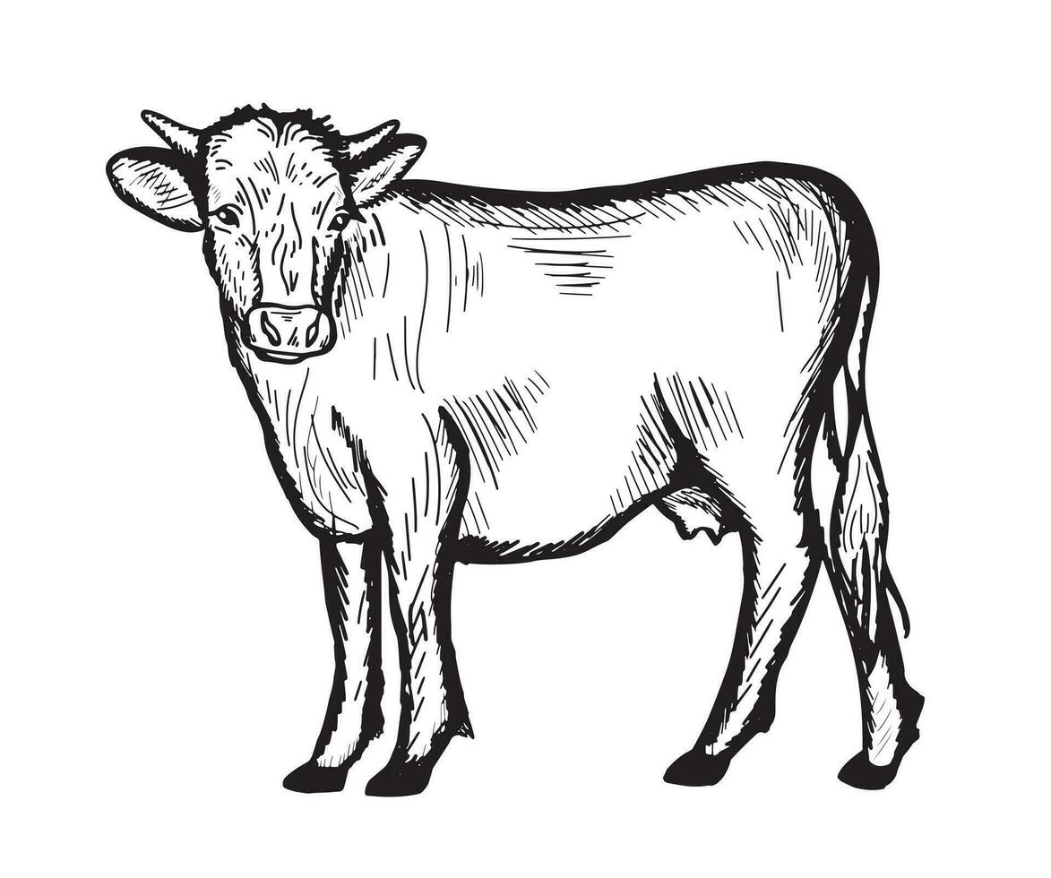 vache bétail. vache et ferme dans graphique style à main levée dessin image. vecteur illustration.