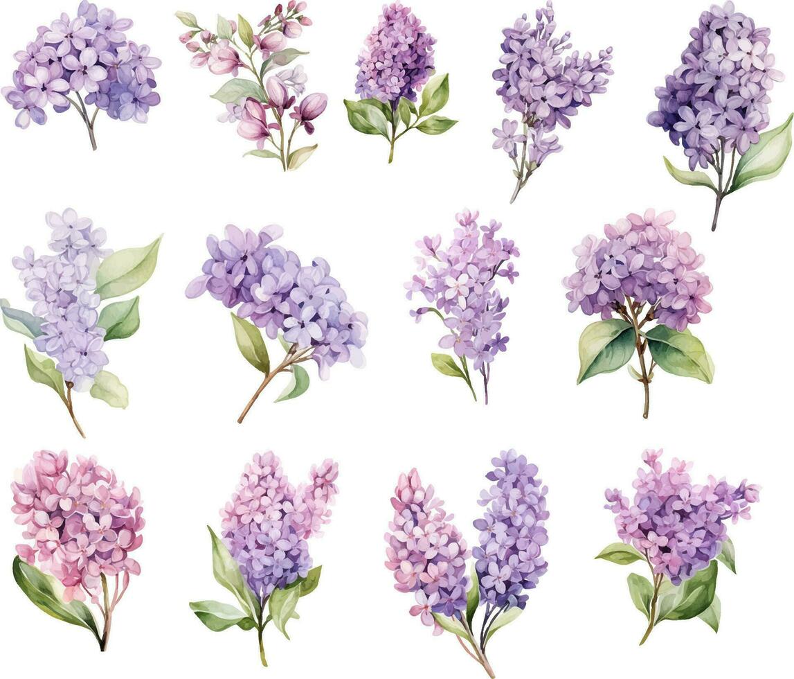 ensemble de lilas branches et fleurs aquarelle style isolé sur blanc Contexte vecteur