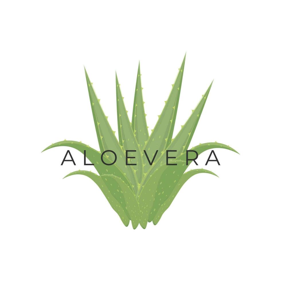 aloès Vera réaliste vecteur illustration logo
