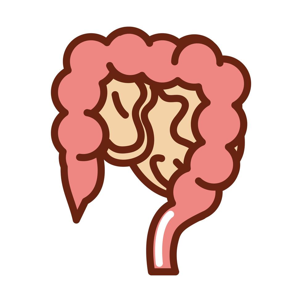 ligne de santé d'organe d'anatomie d'intestin de corps humain et icône de remplissage vecteur