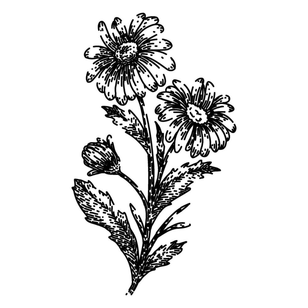 la nature Marguerite fleur esquisser main tiré vecteur