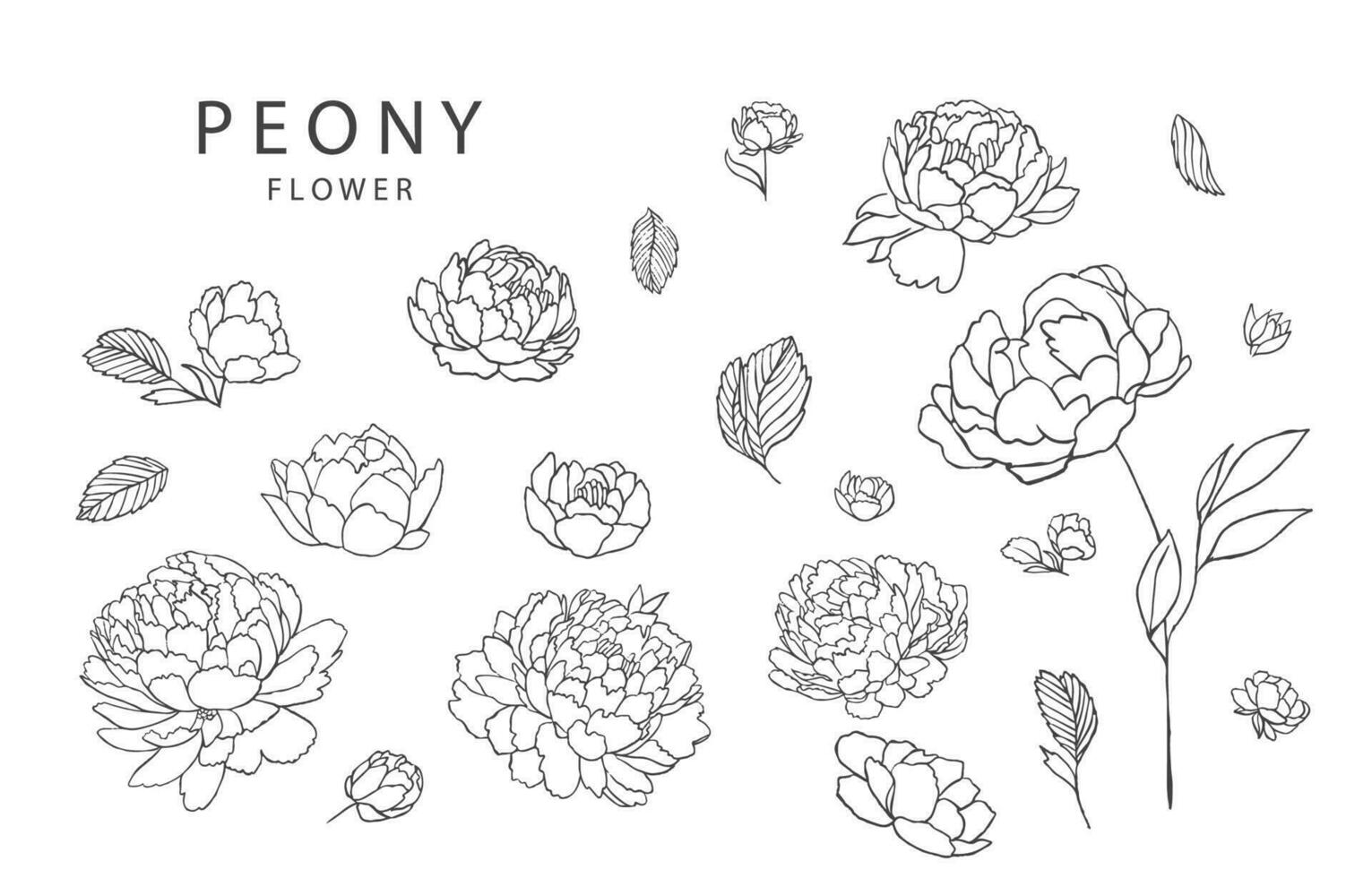 fleur collection avec ligne pivoine élément.vecteur illustration pour icône, autocollant, imprimable, tatouage vecteur