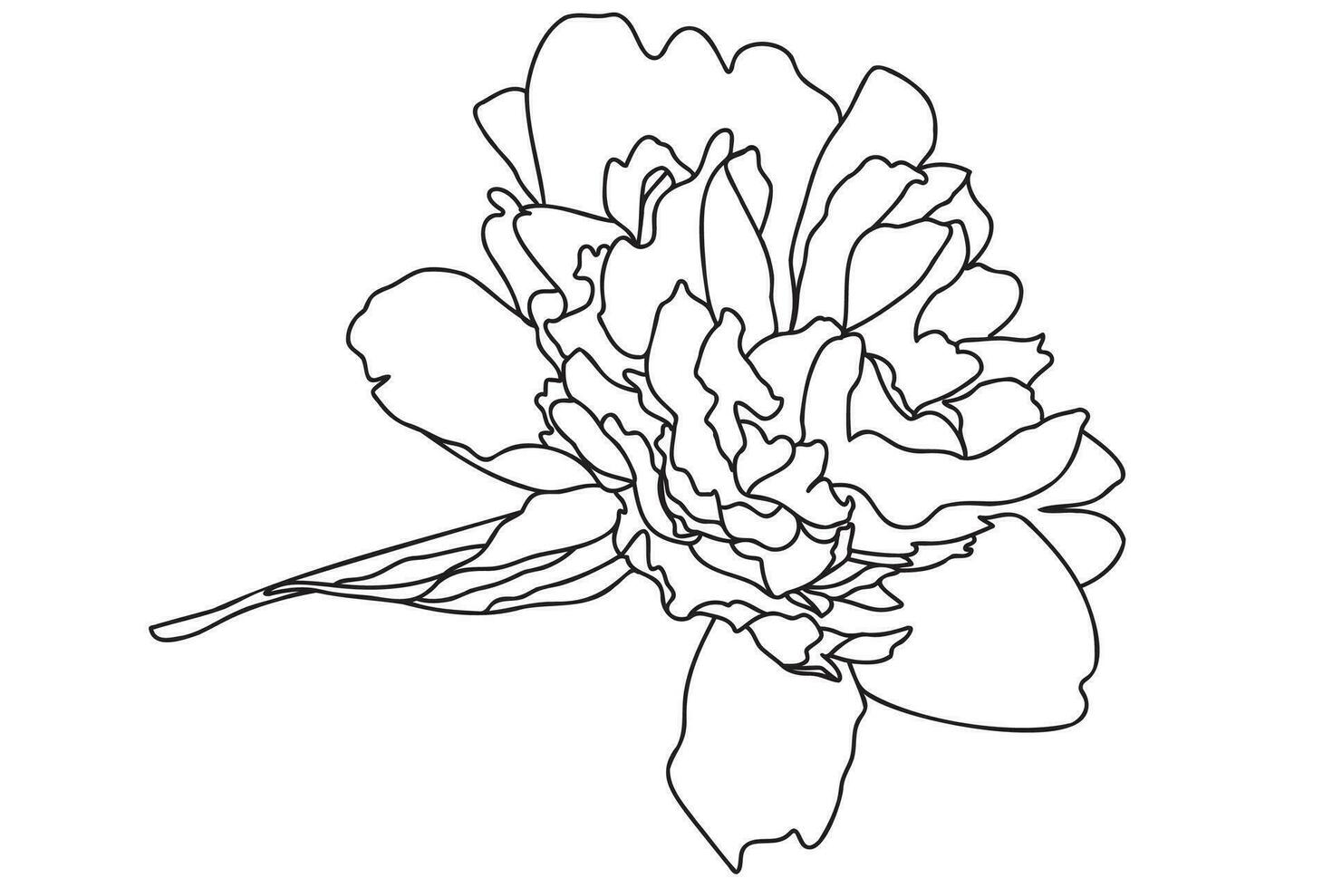 le chrysanthème dessiné en noir sur fond blanc peut être utilisé pour les cartes, le 8 mars, la Saint-Valentin, le tatouage, l'impression de vêtements, la coloration vecteur