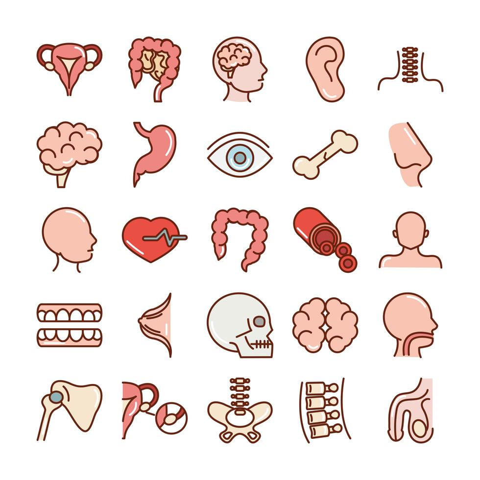 corps humain anatomie organes santé intestin tête oreille sang crâne cerveau icônes collection ligne et remplissage vecteur