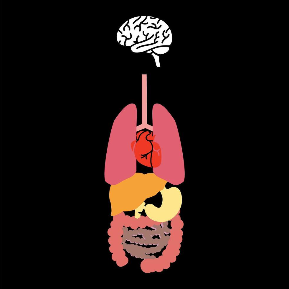 Humain interne organes icône ensemble dans une moderne, simple, plat style. soins de santé médicament concept . vecteur illustration.