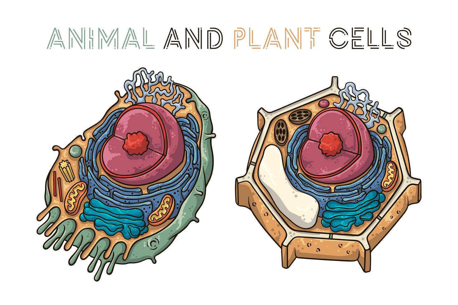 illustrations de croquis de vecteur. structure schématique des cellules animales et végétales. vecteur