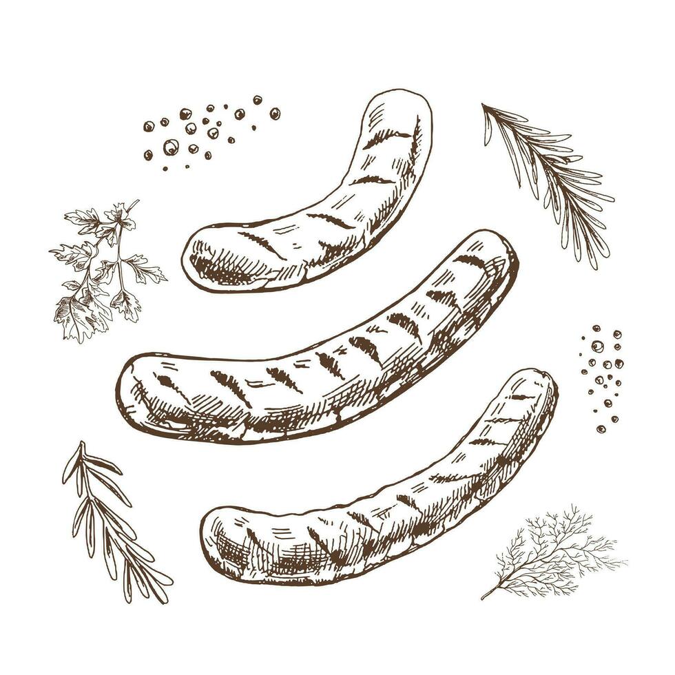 une ensemble de dessiné à la main croquis de barbecue saucisses avec herbes et assaisonnements. pour le conception de le menu de Restaurants et les cafés, grillé saucisses. ancien griffonnage illustration. le gravé image. vecteur