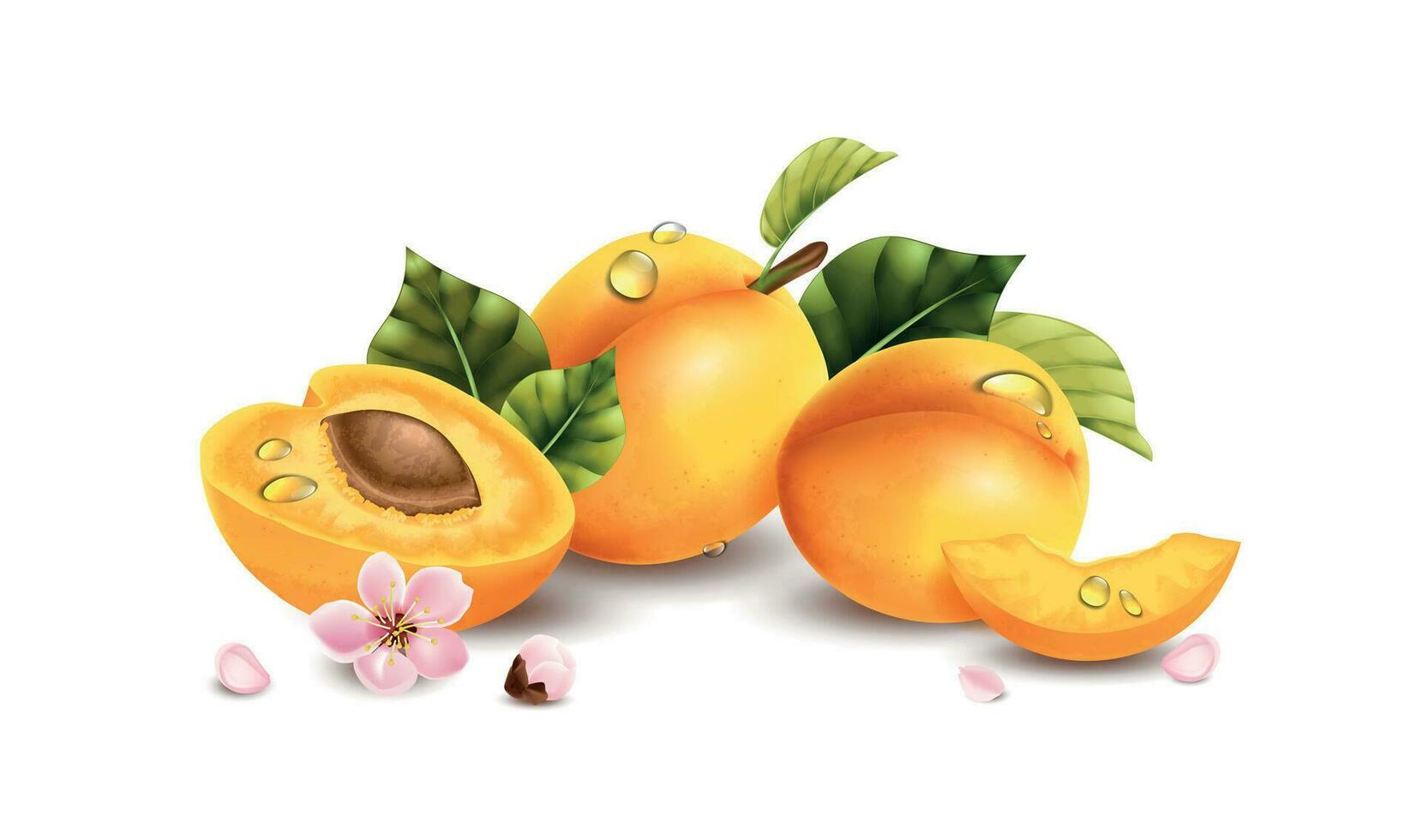 réaliste abricot fleurs composition vecteur