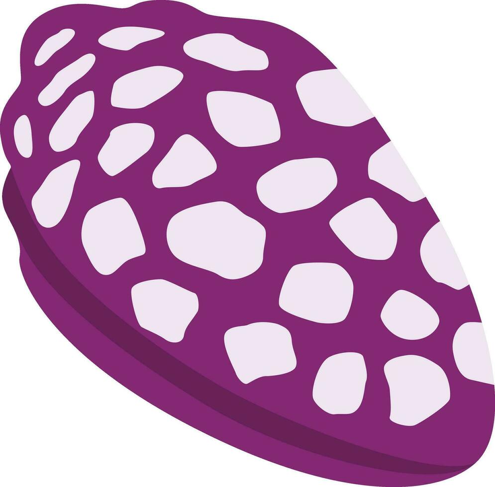 coquille magnifique illustration vecteur