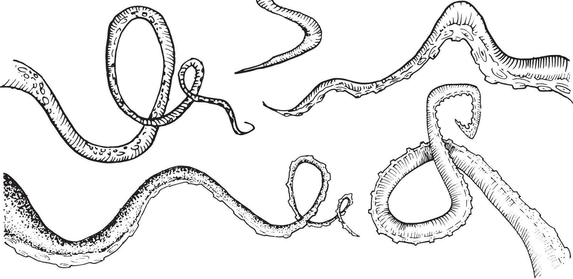 gravé poulpe calamar tentacule ancien graphique ensemble vecteur