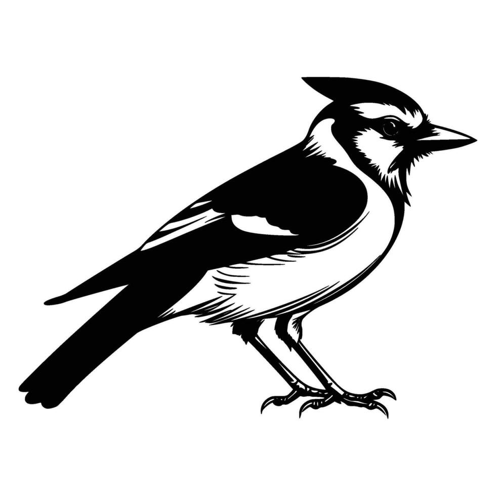 bleu geai silhouette, bleu geai mascotte logo, bleu geai noir et blanc animal symbole conception, oiseau icône. vecteur