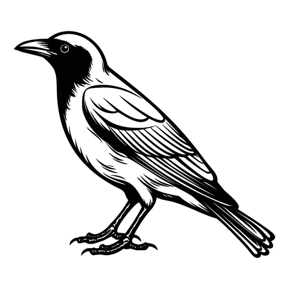 corbeaux silhouette, corbeaux mascotte logo, corbeaux noir et blanc animal symbole conception, oiseau icône. vecteur