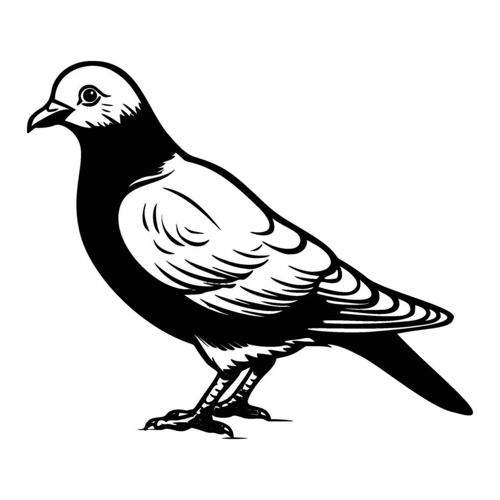 pigeons silhouette, pigeons mascotte logo, pigeons noir et blanc animal symbole conception, oiseau icône. vecteur