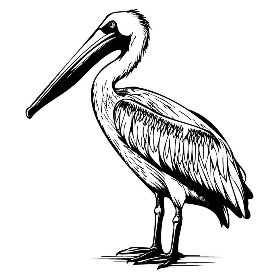 pélican silhouette, pélican mascotte logo, pélican noir et blanc animal symbole conception, oiseau icône. vecteur