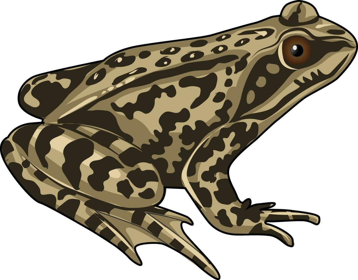 Asie grenouille illustration dans marron vecteur