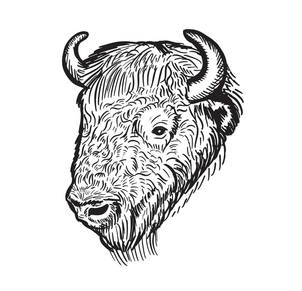 bison portrait main tiré esquisser .bison tête.vecteur illustration. vecteur