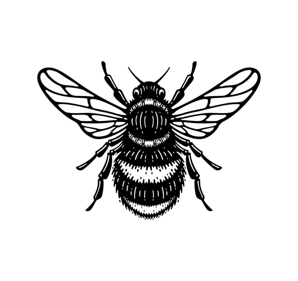 illustration d'abeille à miel dans un design vintage de style doodle vecteur