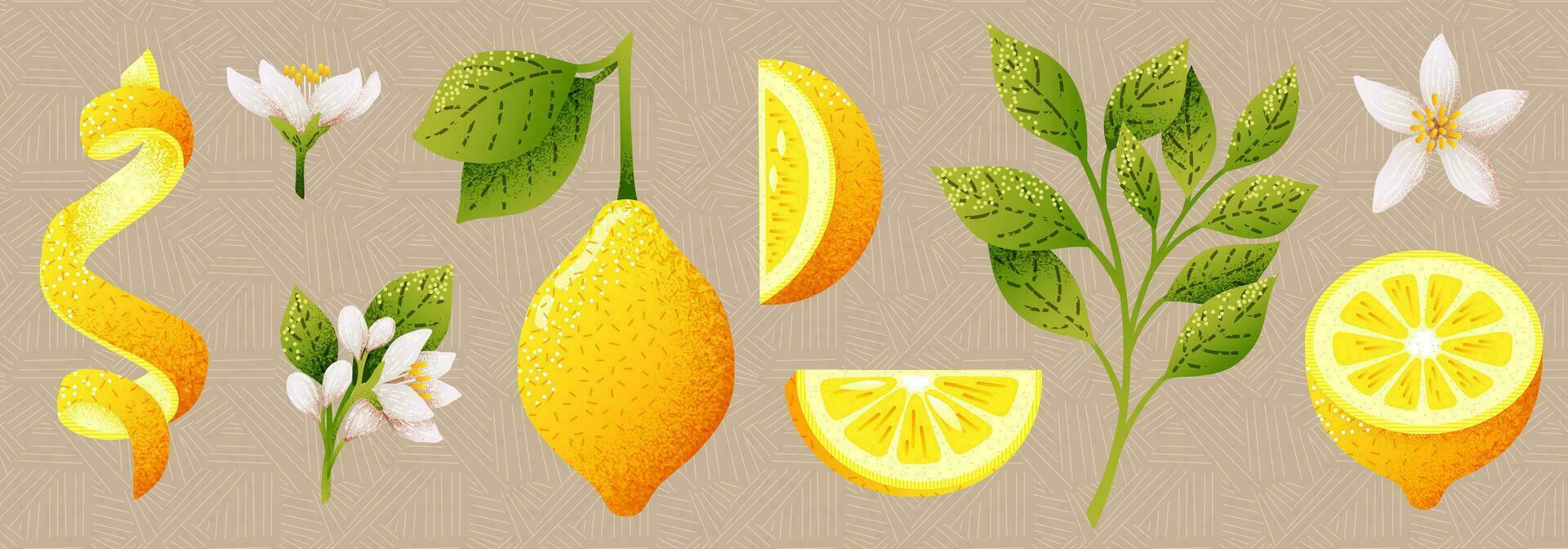 citrons groupe, tordu limon zeste. différent pelé tranches pour rafraîchissant limone jus, texturé torsion. vecteur illustration image