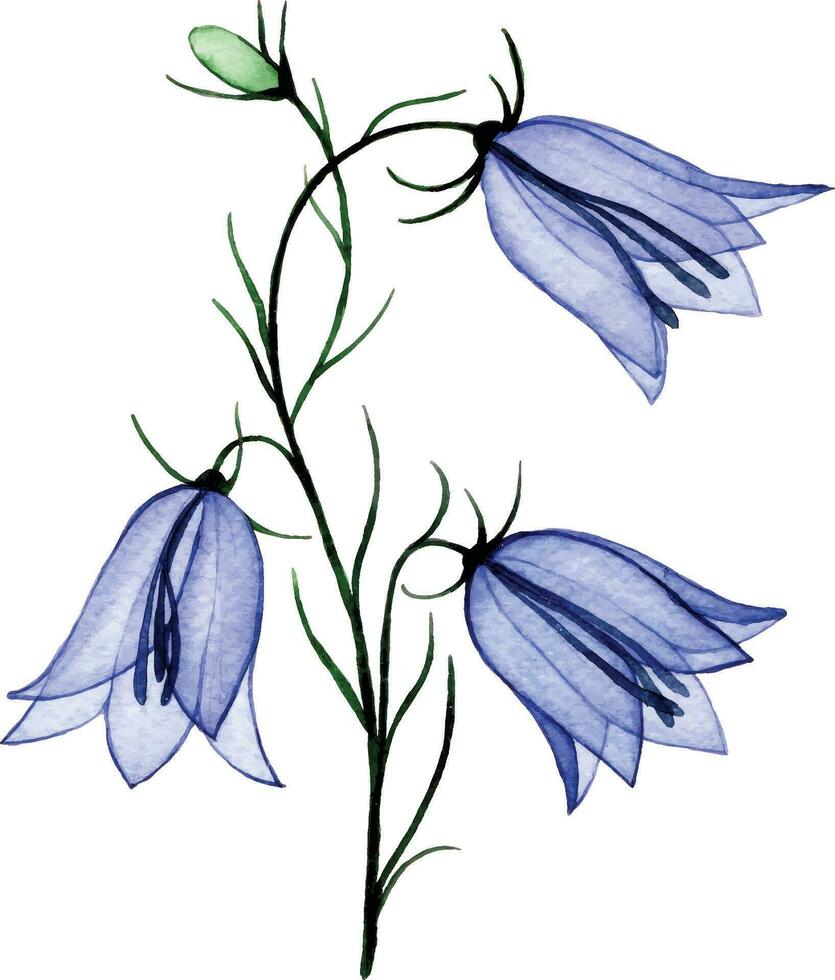 aquarelle dessin. transparent jacinthe des bois fleur. printemps fleurs sauvages, radiographie vecteur