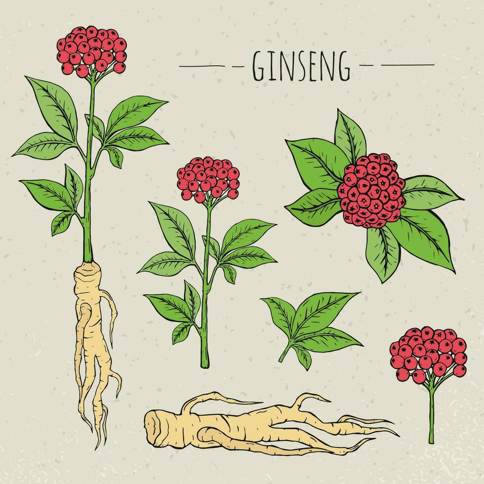 ginseng médical botanique isolé illustration. usine, racine, feuilles main tiré ensemble. ancien esquisser. vecteur