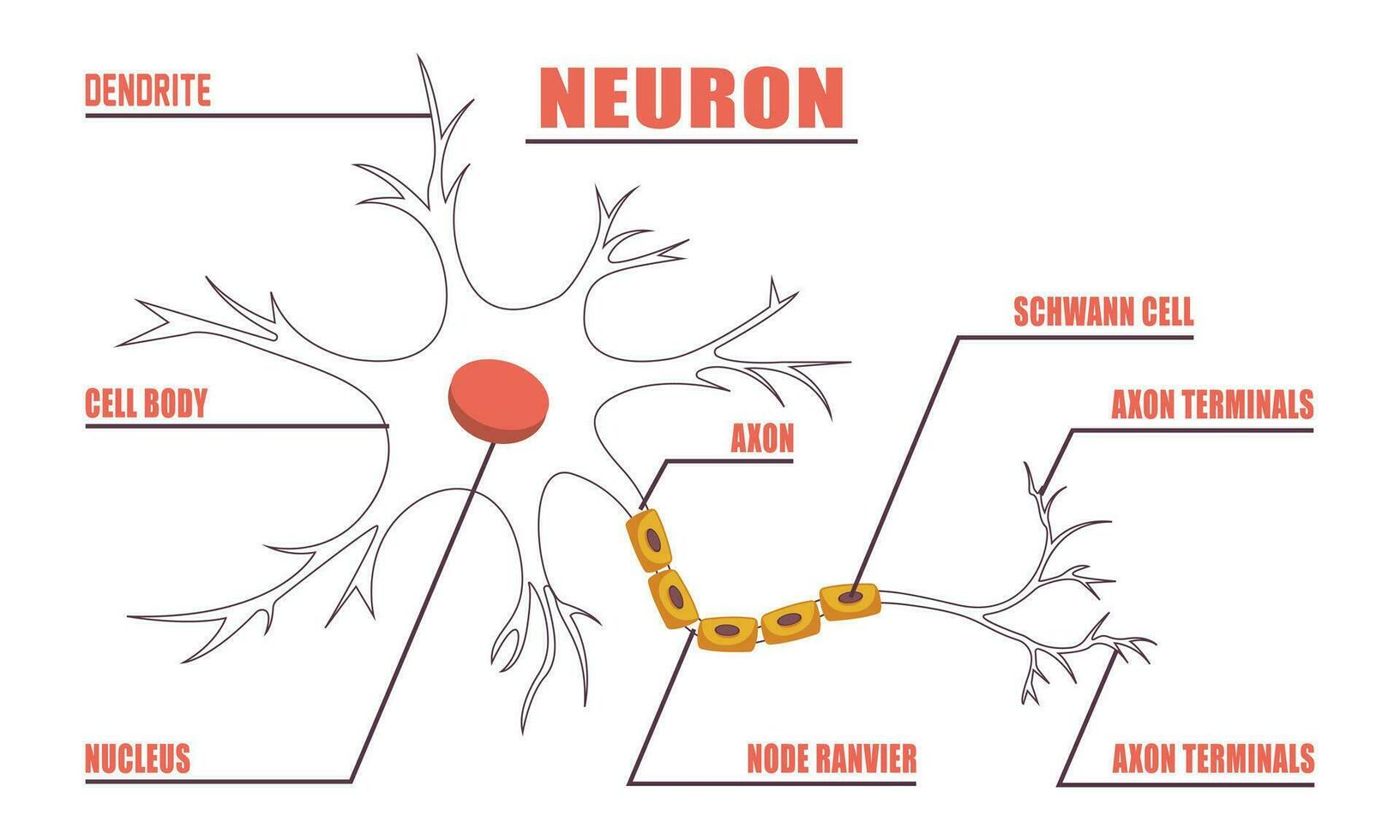 neurone anatomie de Humain cellule ligne art vecteur et illustration conception. neurone anatomie et Humain cellule ligne art conception et Créatif enfants.