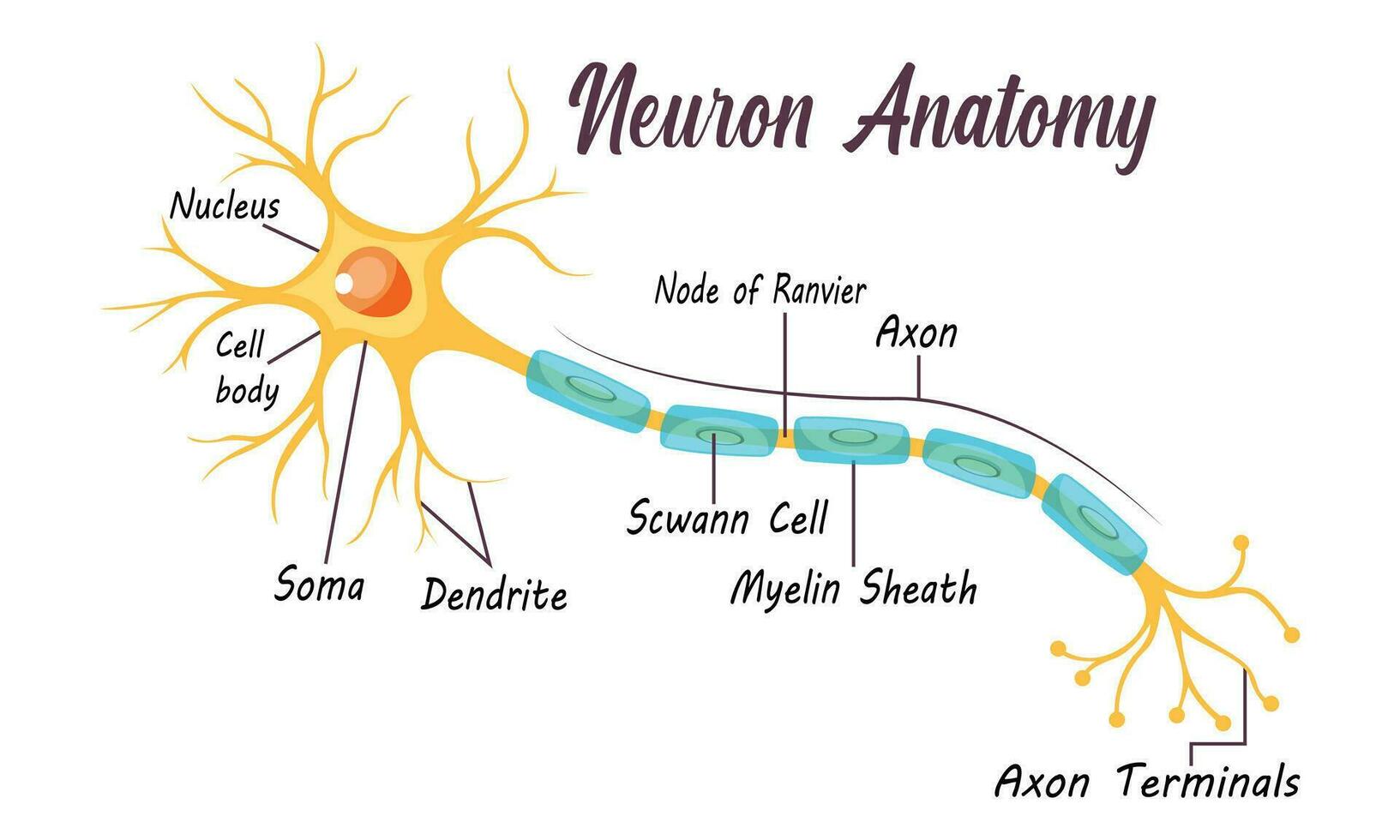 neurone anatomie de Humain cellule ligne art vecteur et illustration conception. neurone anatomie et Humain cellule ligne art conception et Créatif enfants.