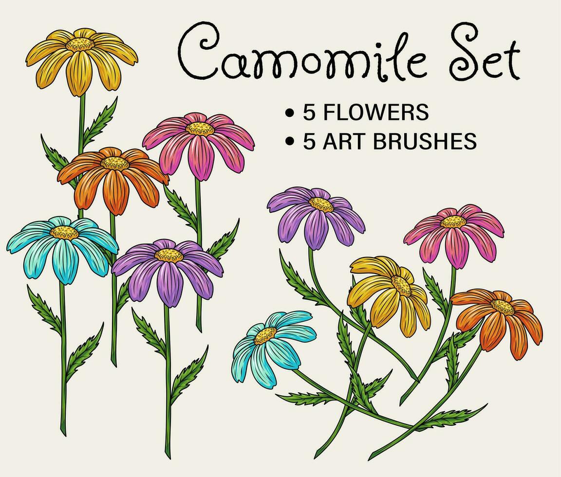 ensemble de coloré camomille fleurs. vecteur