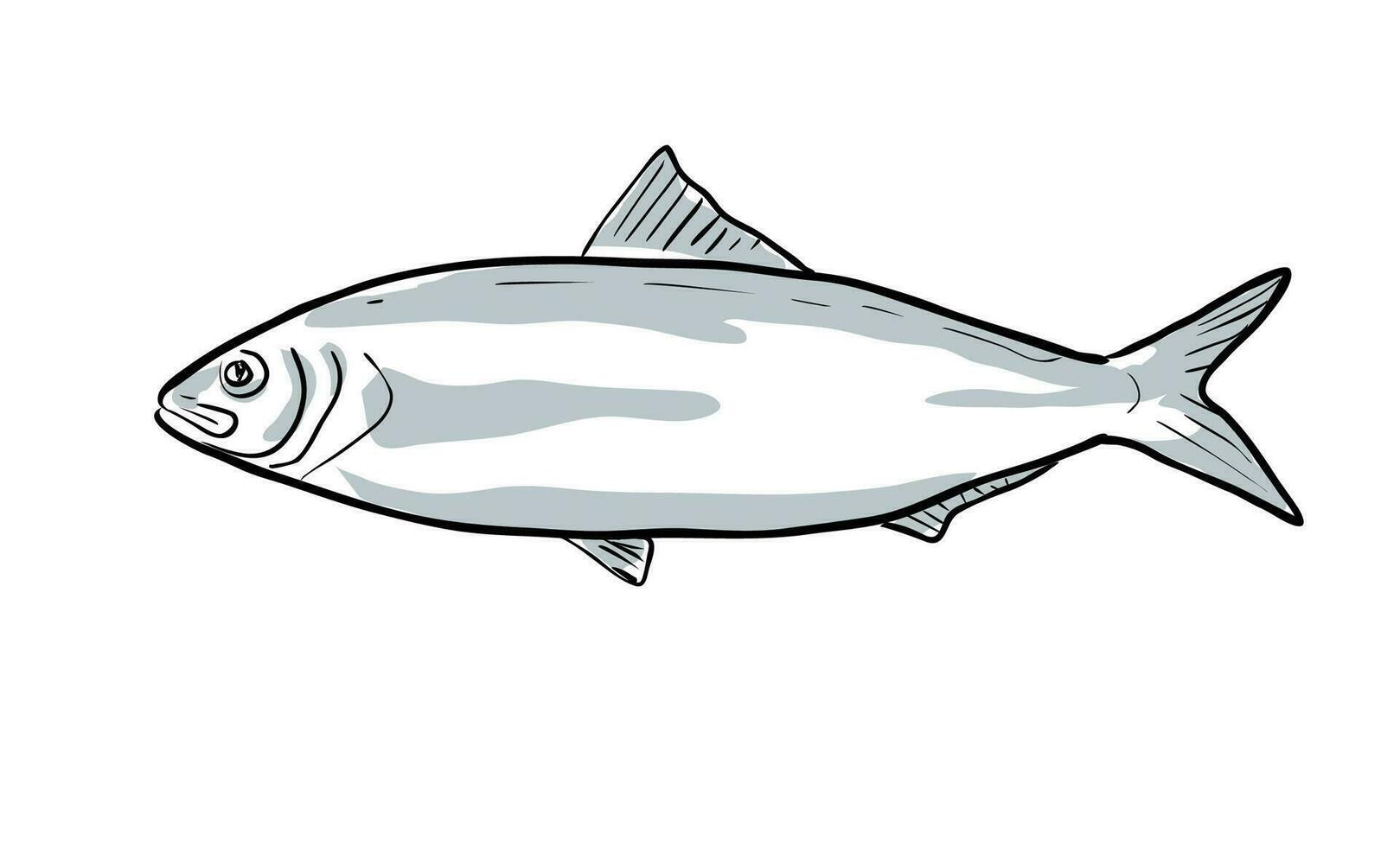 Alabama alose poisson de Floride dessin animé dessin vecteur