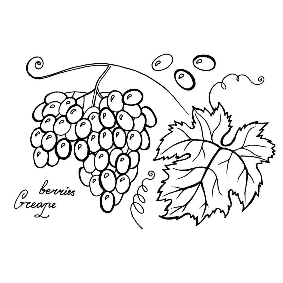 illustration vectorielle monochrome du logo de raisins isolé sur fond blanc. vecteur