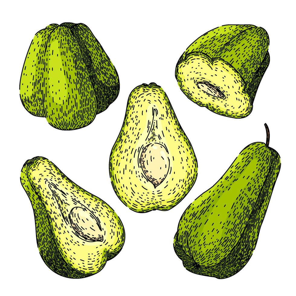 chayote en bonne santé ensemble esquisser main tiré vecteur