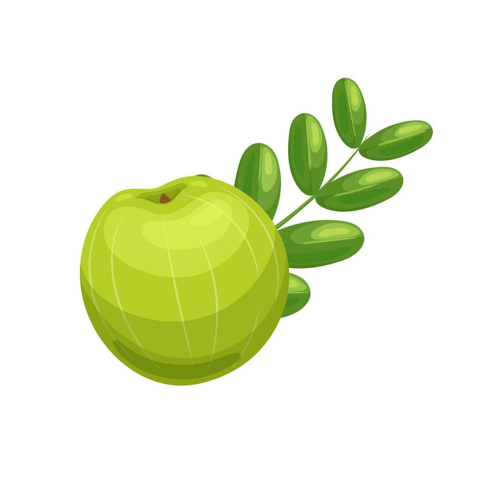 groseille à maquereau amla fruit dessin animé vecteur illustration