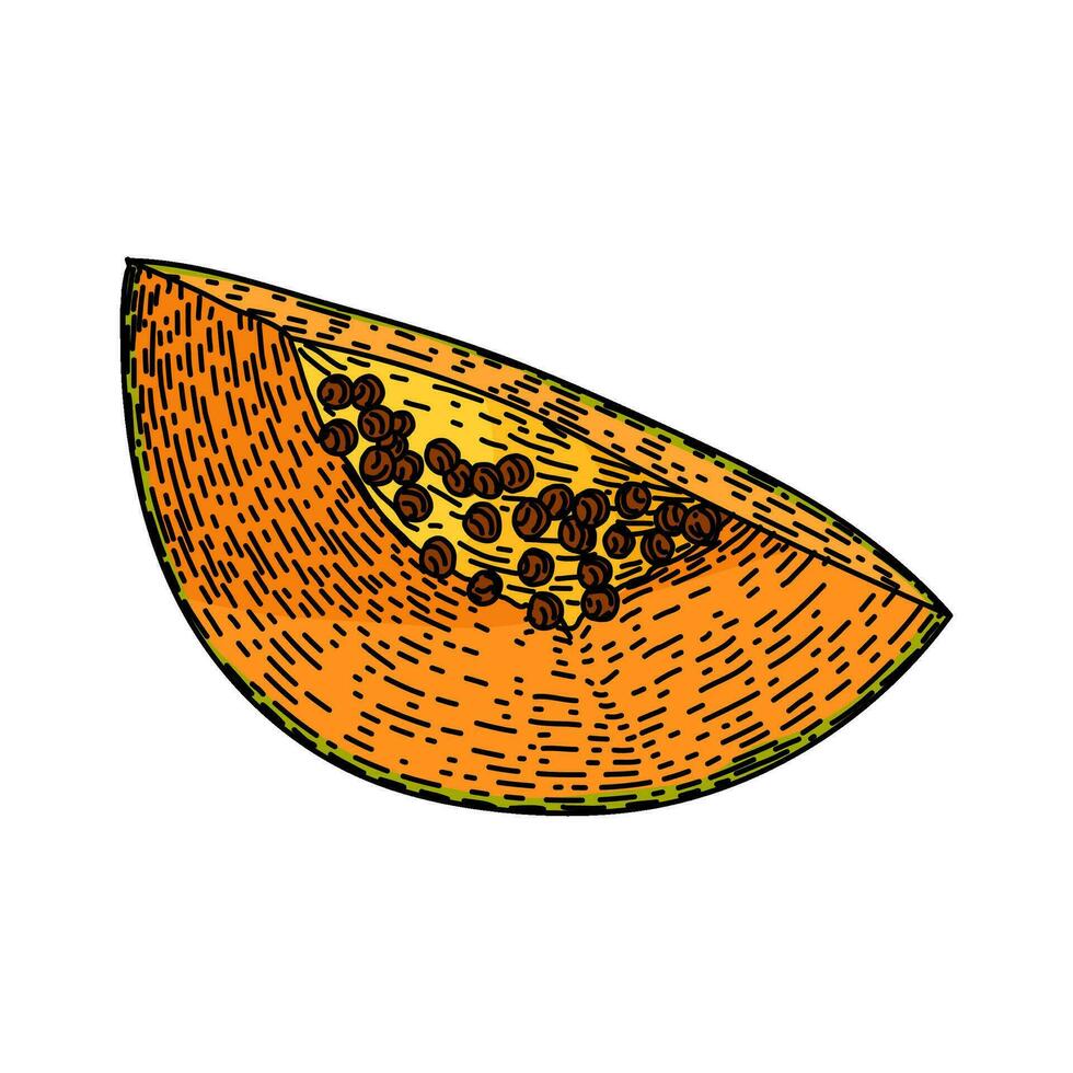 mûr Papaye fruit esquisser main tiré vecteur