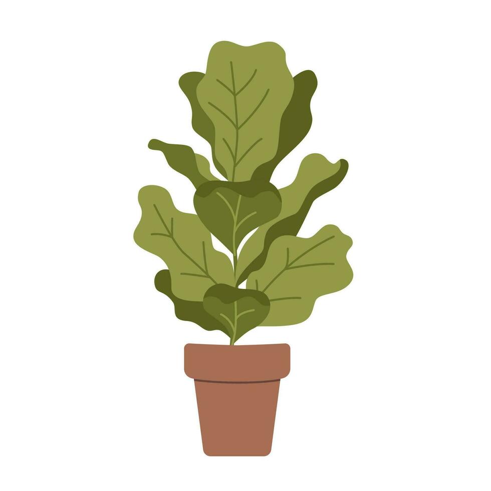 ficus lyrata, feuille de violon figure dans pot, dessin animé style. maison les plantes pour Accueil intérieur, Urbain jungle. branché moderne vecteur illustration isolé sur blanc, main dessiné, plat