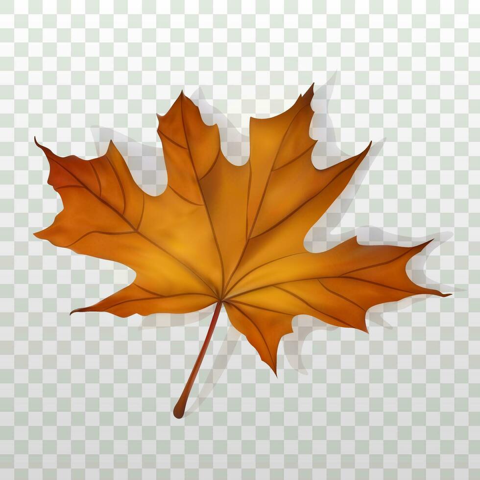 l'automne érable feuille. isolé réaliste feuille avec purée pente. conception élément pour tout utiliser. vecteur illustration
