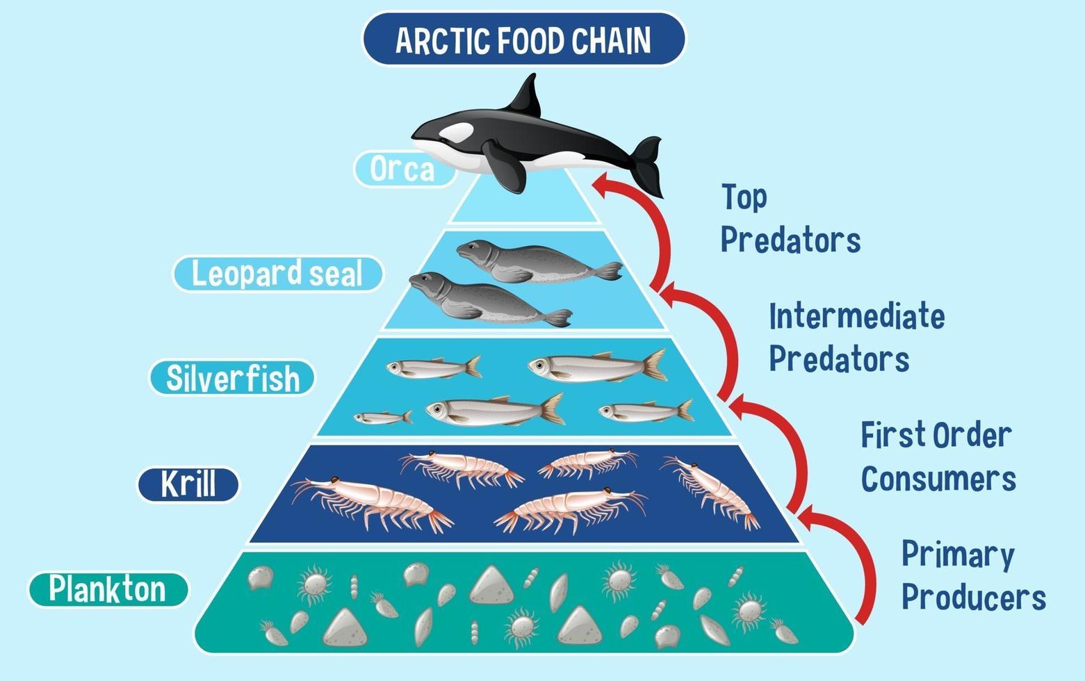 diagramme montrant la chaîne alimentaire arctique pour l'éducation vecteur