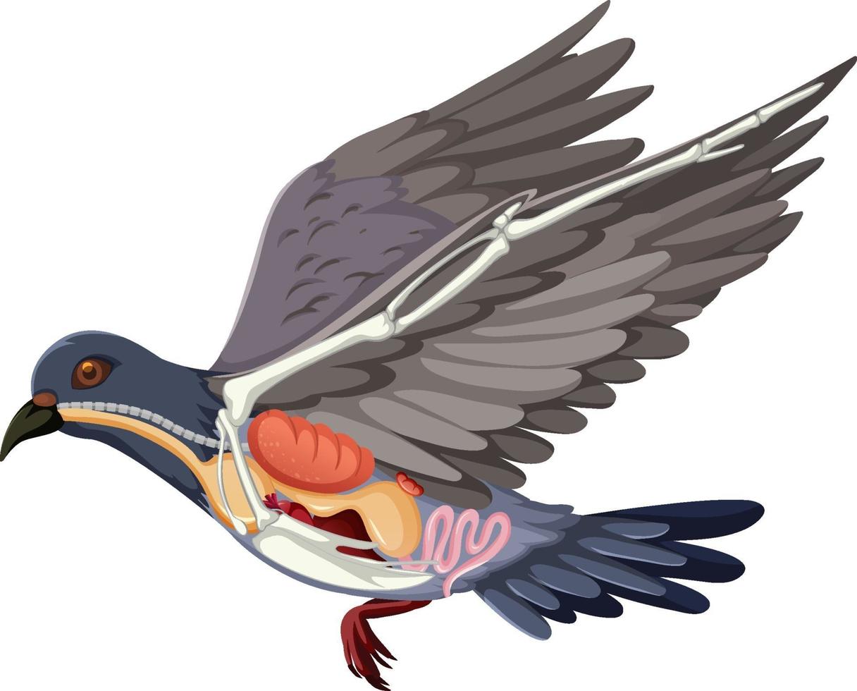 Anatomie de l'oiseau pigeon isolé sur fond blanc vecteur