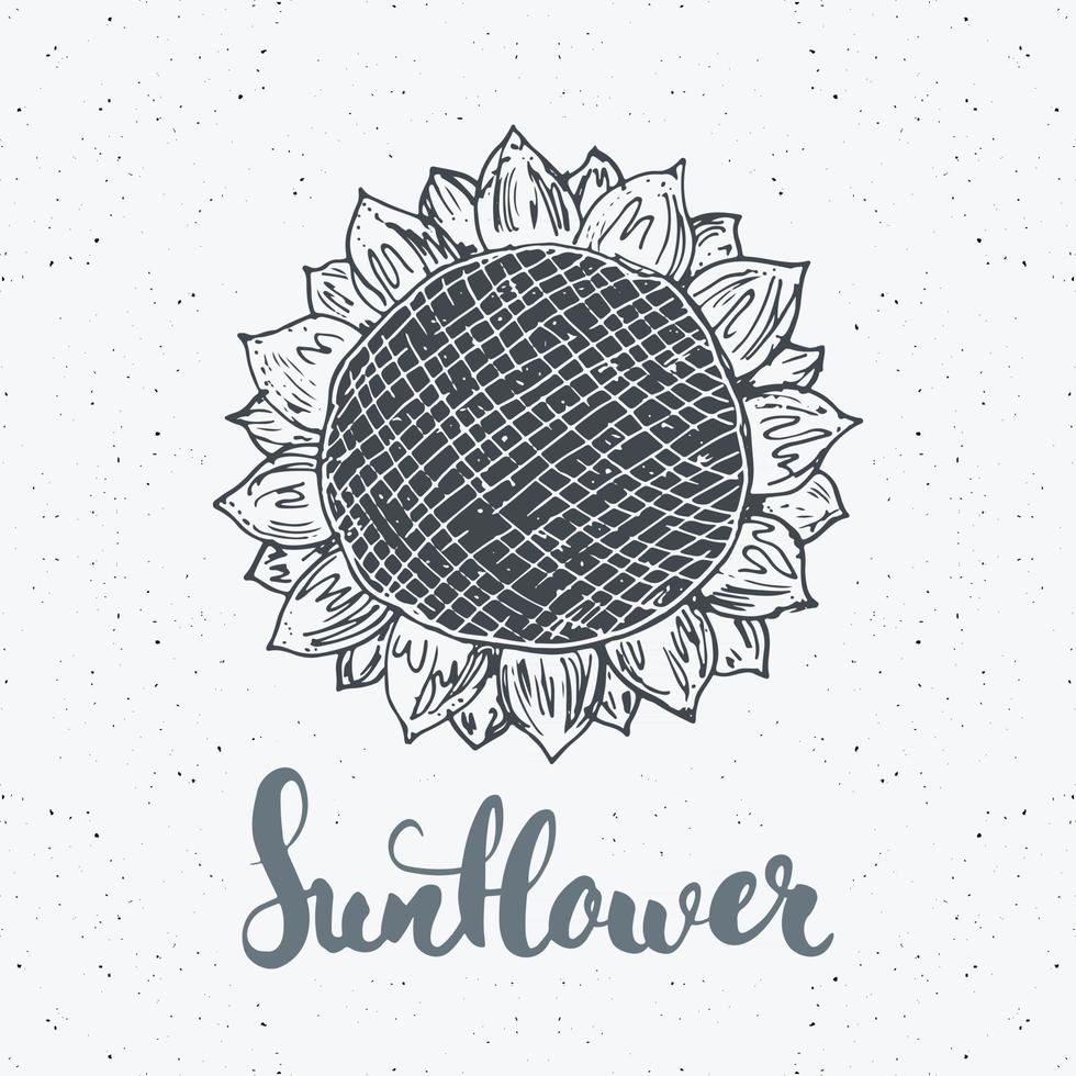 croquis de tournesol, étiquette vintage, insigne texturé grunge dessiné à la main, modèle de logo rétro, illustration vectorielle de typographie design vecteur