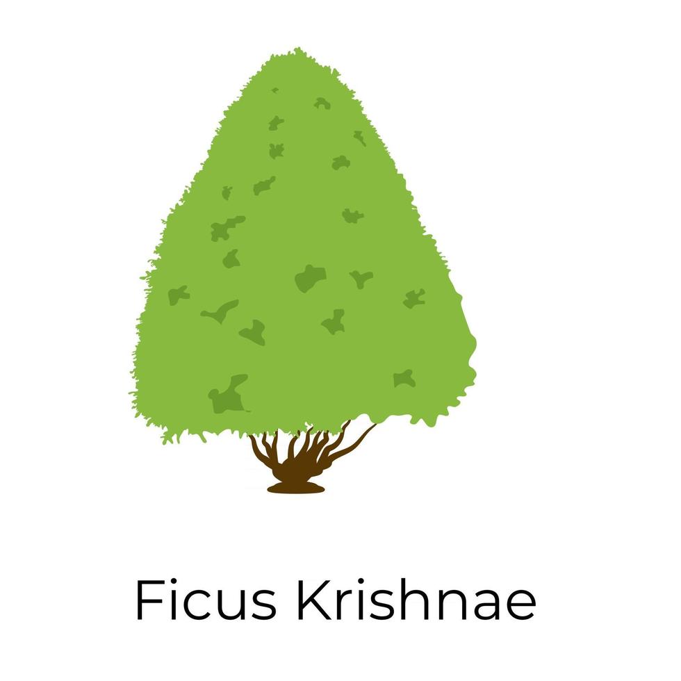 arbre ficus krishnae vecteur