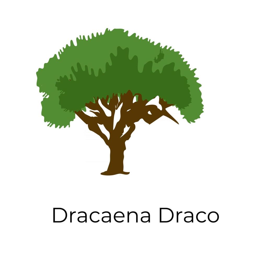 dracaena draco arbre vecteur