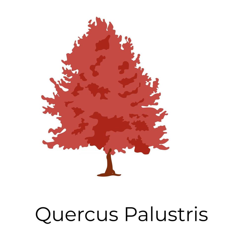 arbre quercus palustris vecteur
