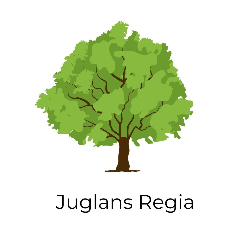 arbre juglans regia vecteur