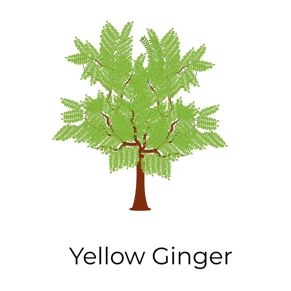 conception de gingembre jaune vecteur