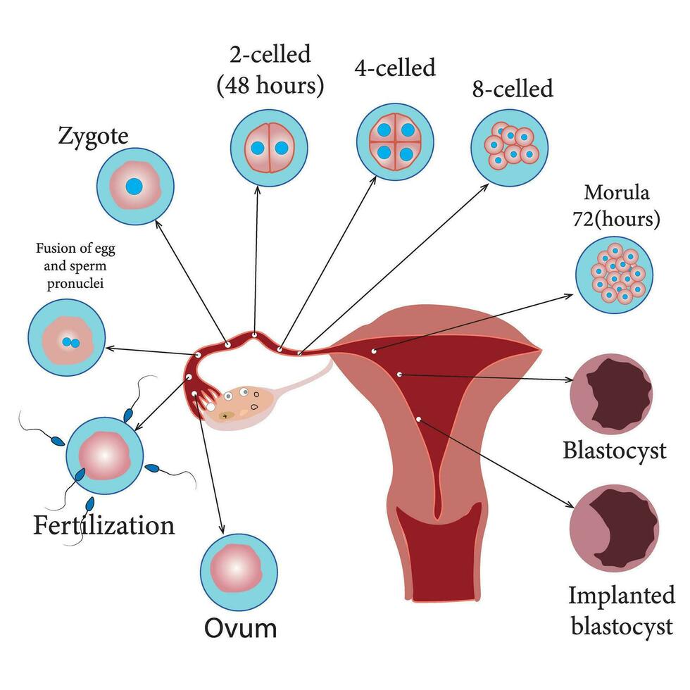 développement de le Humain embryon, de ovulation à implantation de le blastocyste dans le utérin mur.étude contenu pour la biologie étudiants. vecteur illustration