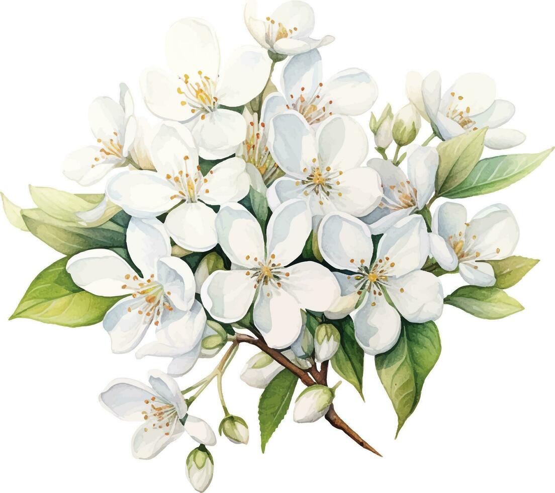 aquarelle dessin, blanc jasmin fleurs. illustration dans le réalisme style, ancien vecteur
