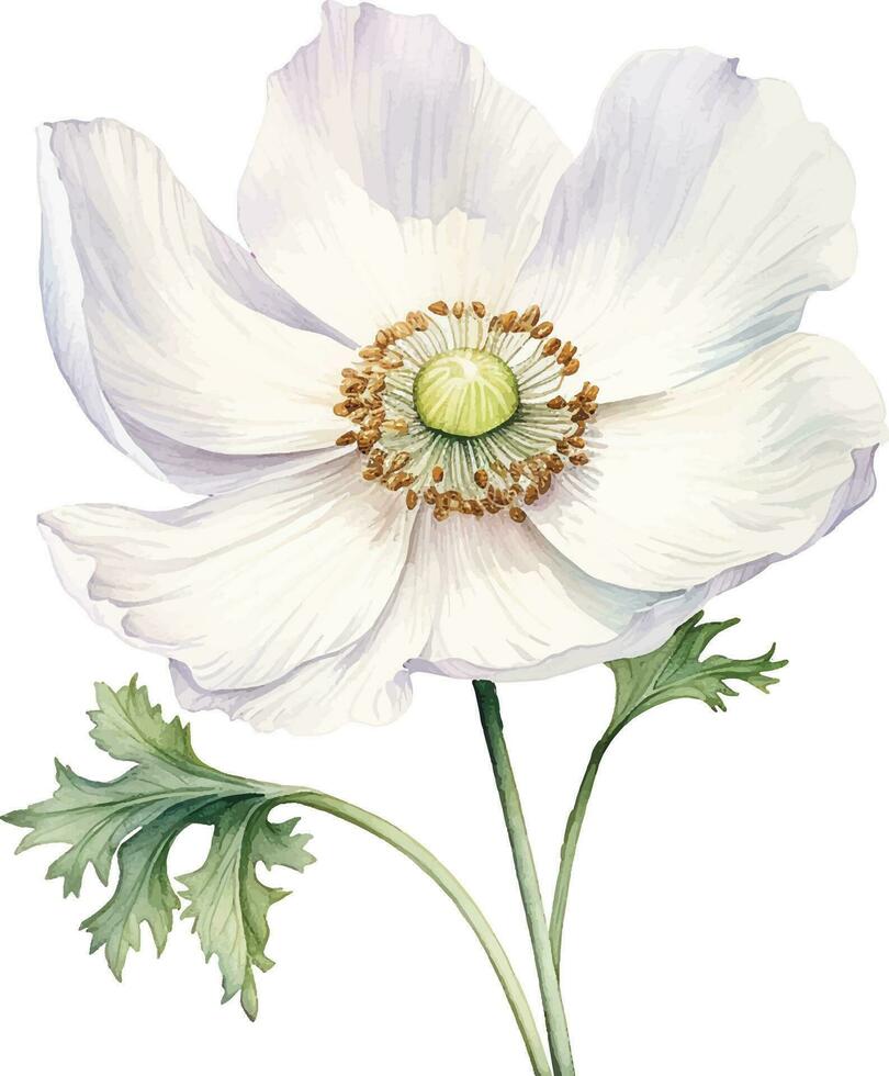 aquarelle dessin blanc coquelicot, anémone. printemps fleur dans ancien style vecteur