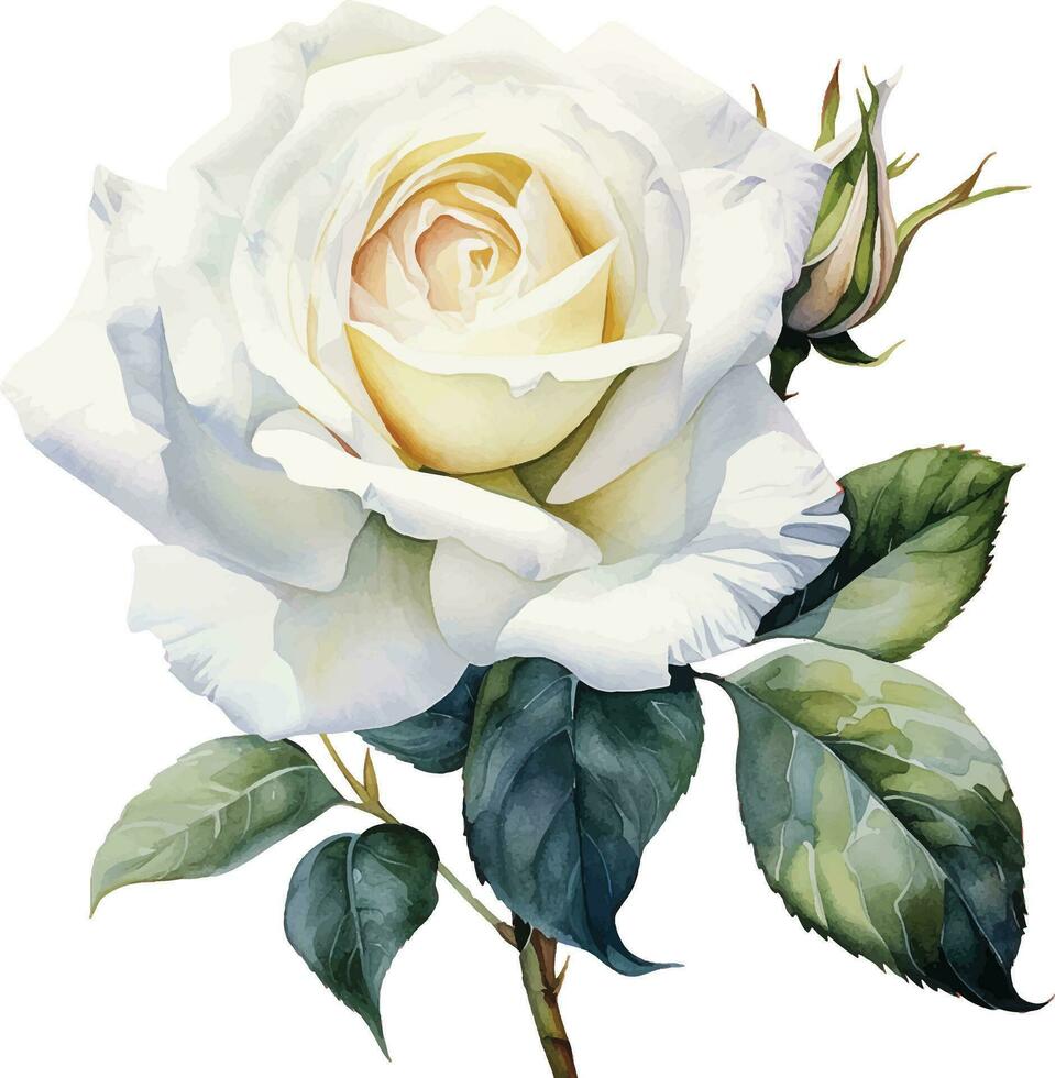 aquarelle dessin, blanc Rose fleur. illustration dans le réalisme style, ancien vecteur