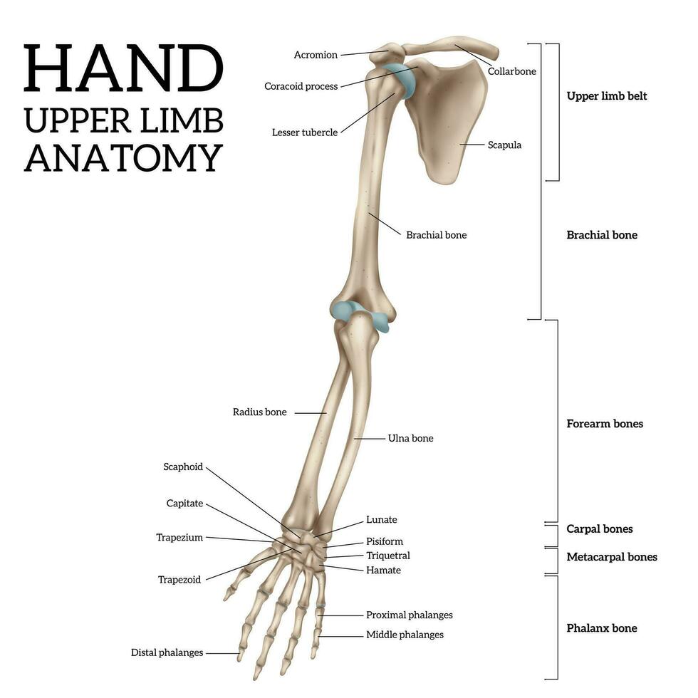 plus haut membre anatomie vecteur