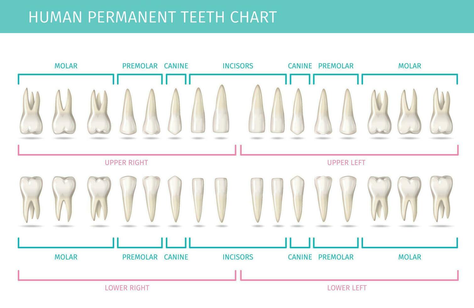 Humain les dents graphique vecteur