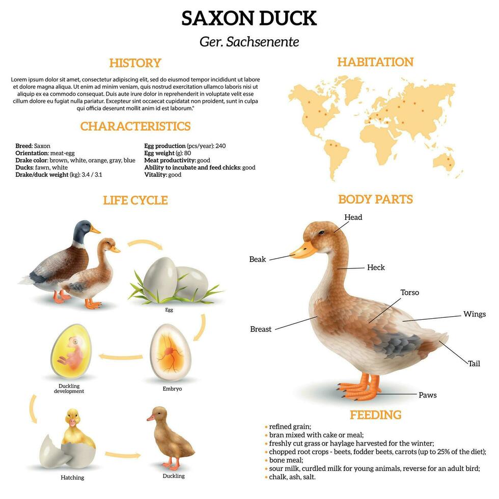 réaliste Saxe canard infographie vecteur